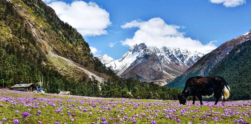 6N7D gngtk-lachung-ymthng