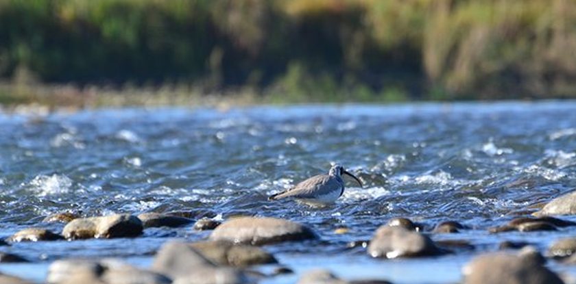 8N9D nameri-tawang-ghy